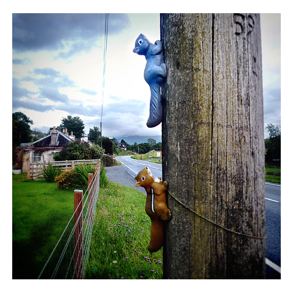 squirrels on pole at roadside near portnacroish, argylle