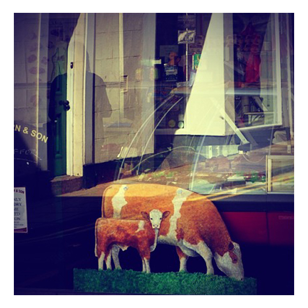 cow and calf in butchers shop window in berwick upon tweed