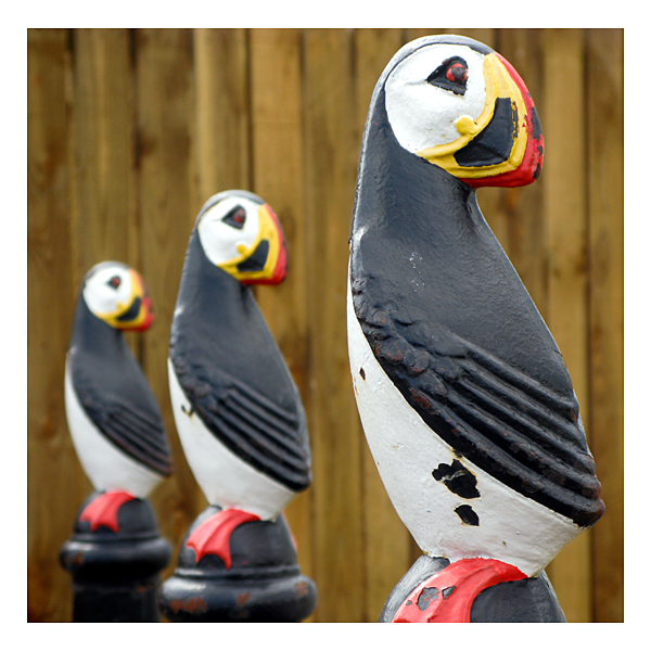 puffins at newbiggin #2 72 puffins at newbiggin by the sea