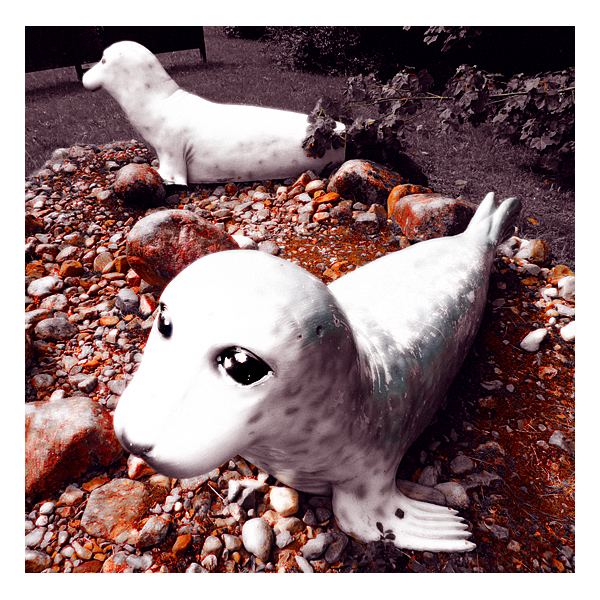 seals outside the sea life centre near oban