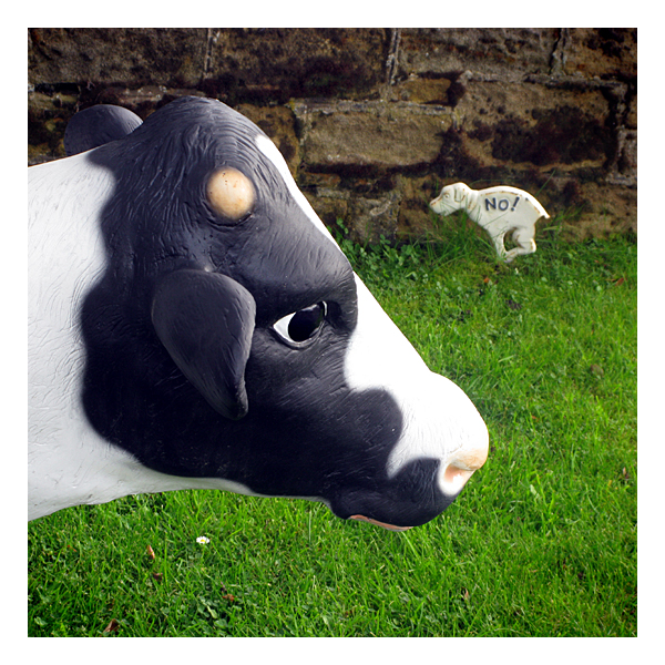 calf and dog at milkhope centre, blagdon