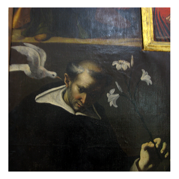 dove in dubrovnik old city