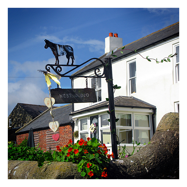 horse at west duddo farm near morpeth