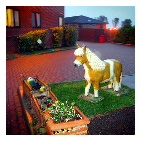 horse at woodhorn grange, ashington