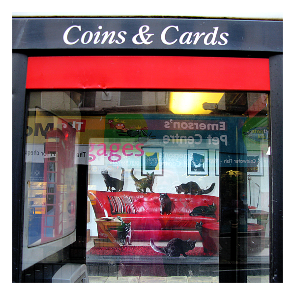 cats in northen rock window in sunderland