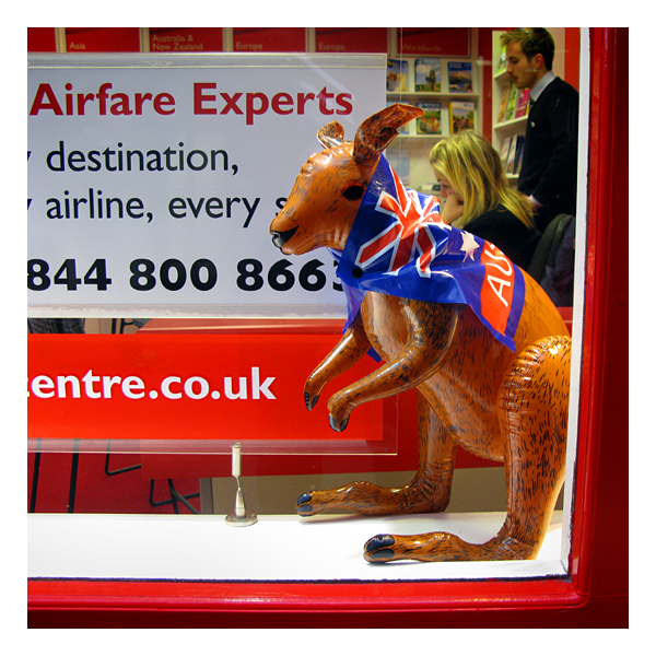 kangaroo in middle of durham town