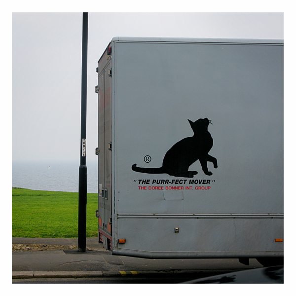 cat on seafront at border between tynemouth and cullercoats