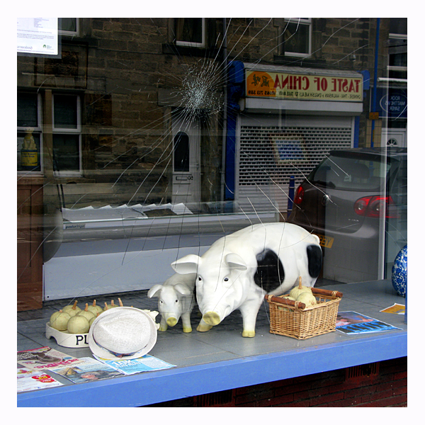 pig and piglet in cracked shop window in amble main street
