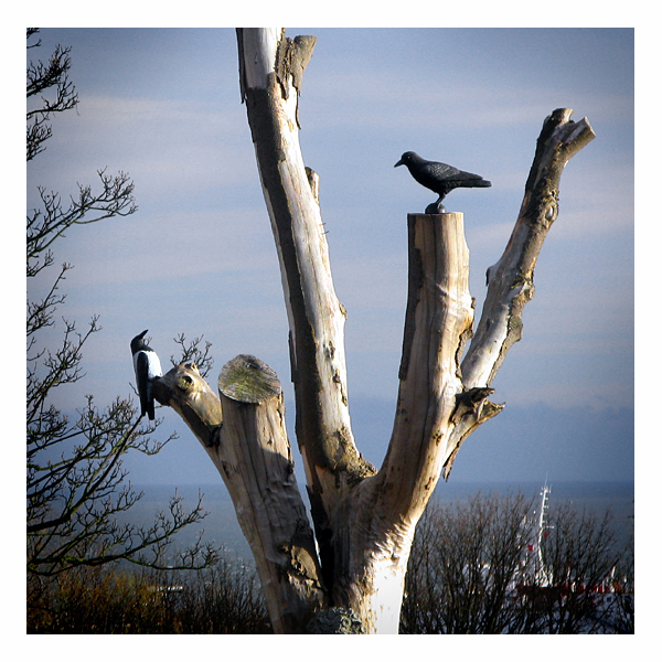 crow and magpie at tynemouth