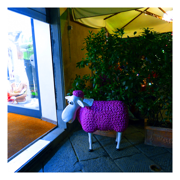 lucca sheep