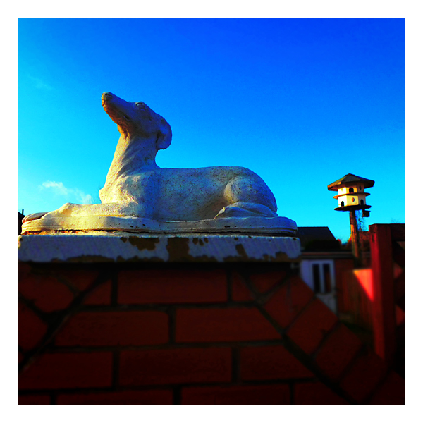 dog westerhope newcastle